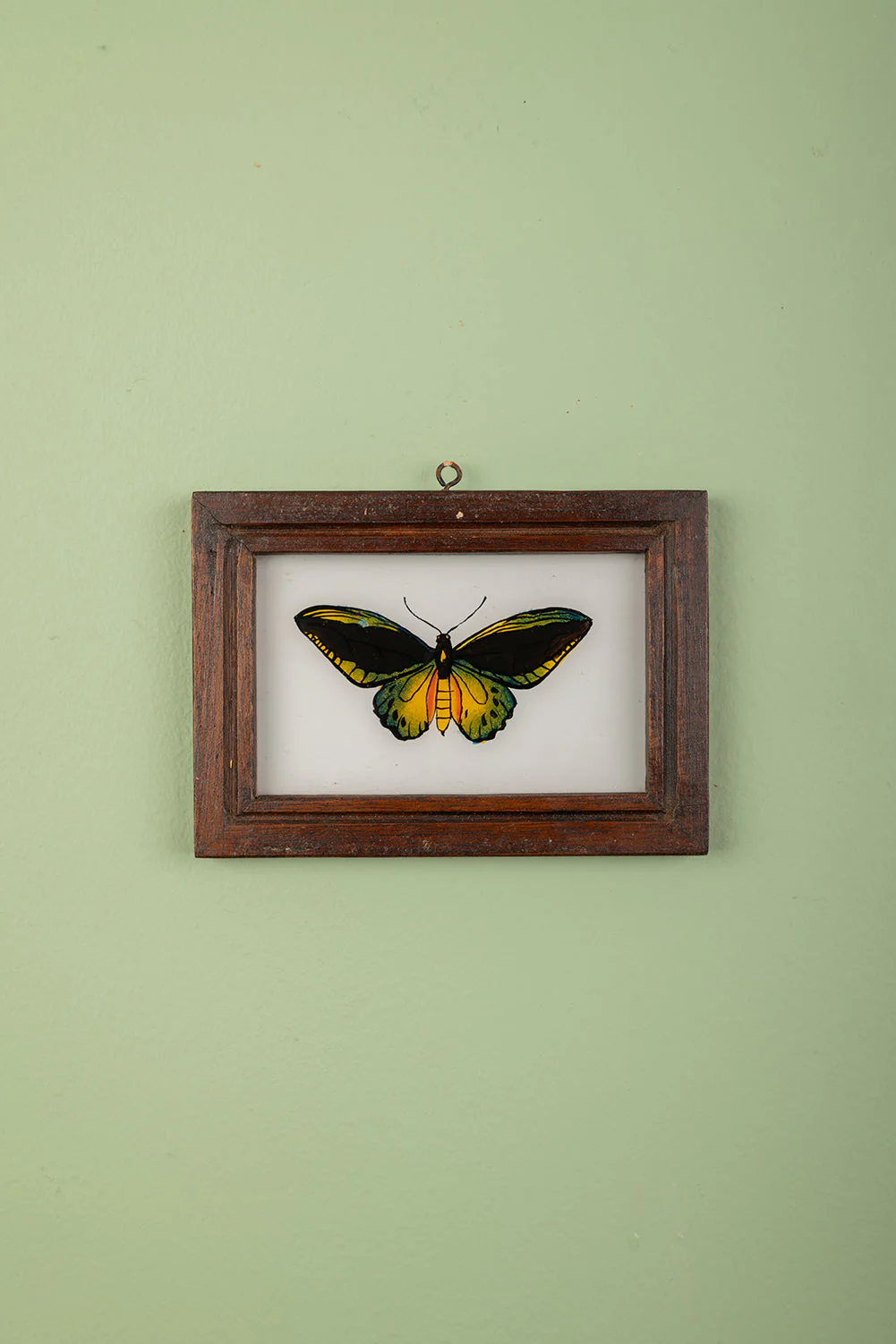 Small Old Wood Frame with Botanical/Wildlife Painting - 566